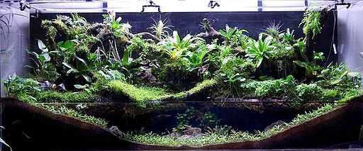 Live plants add another layer of complexity to your aquarium setup, but they add amazing depth, beauty and vibrance that you can't get with plastic alternatives.