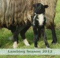 Lambing Season 2012