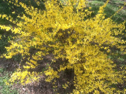 Yellow spray of spring