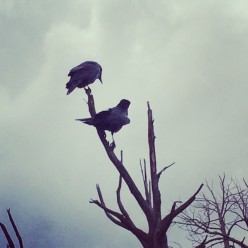 Animal Spirit Guides Meanings: The Crow, Raven, and Blackbird Spirit Guide/Totem