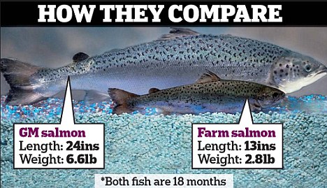Yes, they yield larger fish and other food animals, but at what cost to our health?