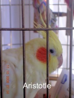 My cockatiel, Aristotle