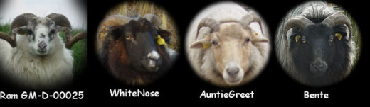 The pregnant ewes of lambing season 2011