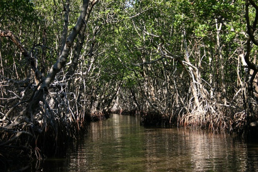 Facts About Burmese Pythons In The Florida Everglades