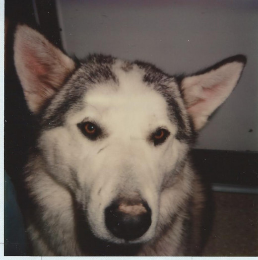 Bear