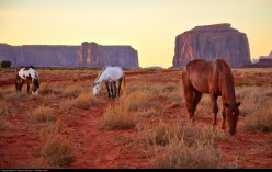 Animal Spirit Guides: The Horse