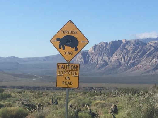 When you're driving through the scenic Red Rock Canyon Loop, you  might just see something that you've never seen before.