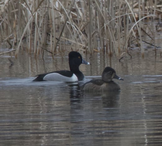 Ring-necked Duck Pair