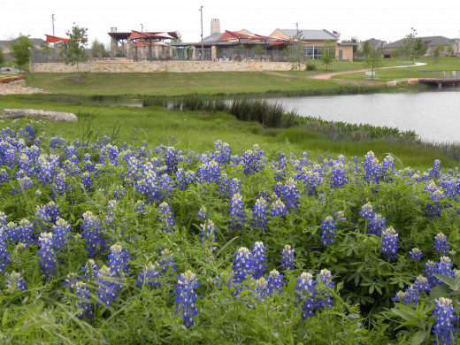 Wildflower park and swiming pool
