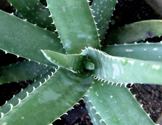 Aloe vera can have a wide variety of potential health benefits, both when taken internally and externally.