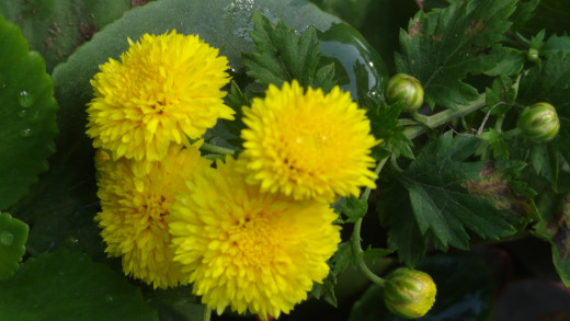 Gifting flowers to us to bring happiness