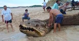 Is this a sea monster or a clever hoax?