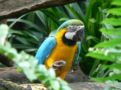 Tropical Animal Spirit Guides and Totems