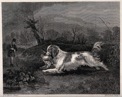 A hunting dog retrieving a fowl. 