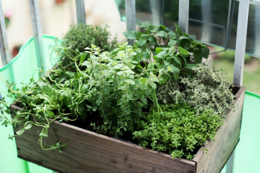 Herb garden in a box