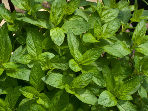 Group of mint leaves