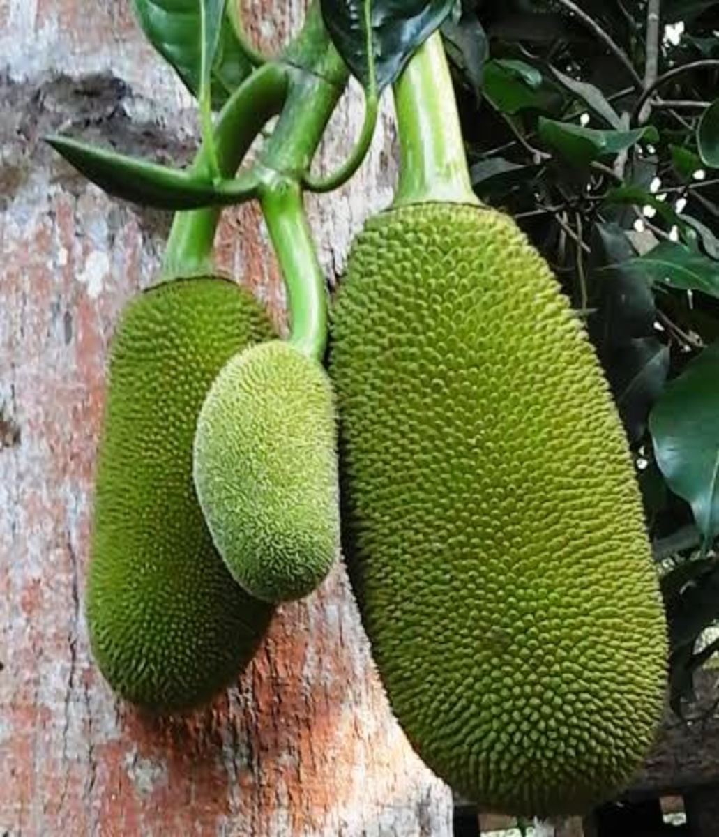 jackfruits