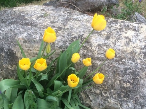 Yellow Tulips in the Ozarks