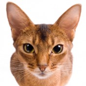 rarelunatic profile image