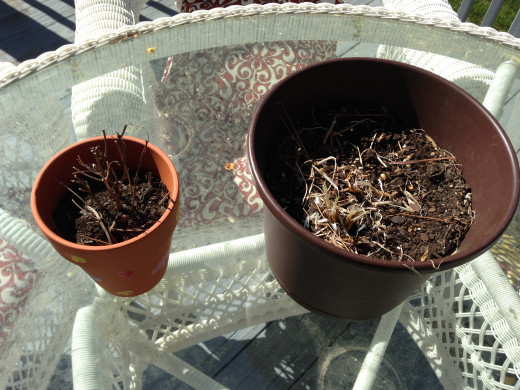 Chives on the right were inside and thriving all winter, until the day my son watered them with my beer. Basil on the left somehow just got forgotten in the cleanup last year.