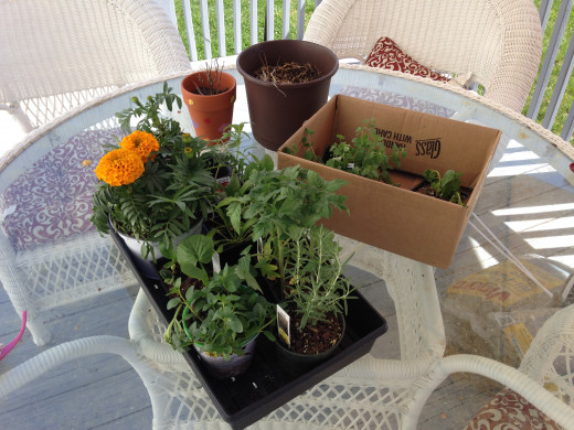 Quick shoutout to Myer's Greenhouse in Winston-Salem and Clemmons Country Store in Clemmons. Love my local businesses!