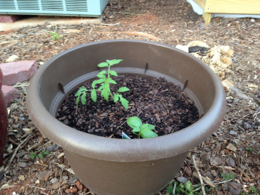 Whopper Tomato and Basil