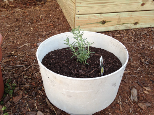 Rosemary