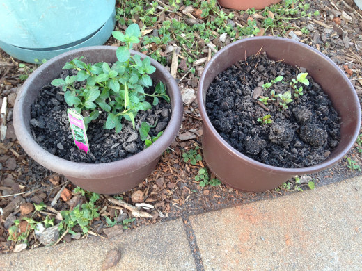 New peppermint and last year's peppermint.