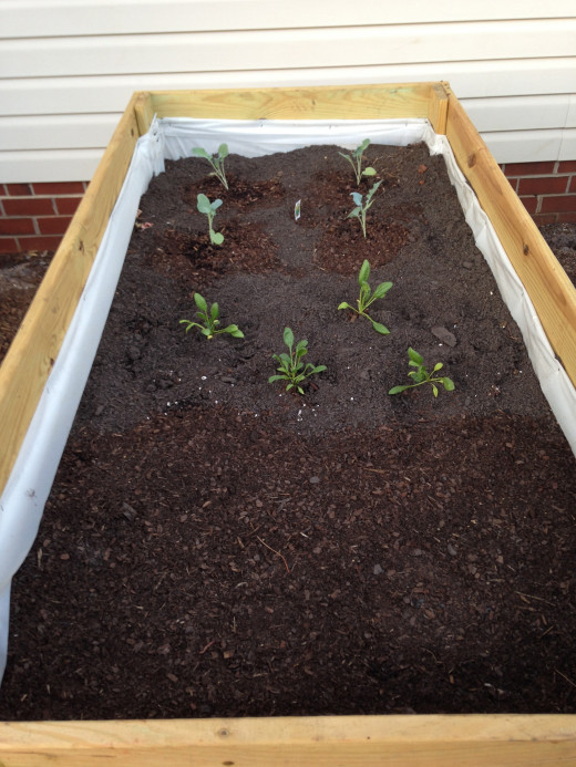 Bed 1 (back to front): Broccoli, spinach, potatoes.