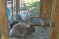 The Story of Alice the Rabbit:  A Moment with Bill Reflection
