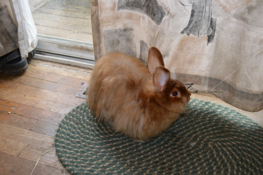 Cages are a thing of the past for Alice