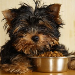 Dog Food Dangers: Protect Your Pet's Health