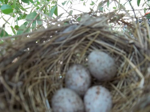 Cardinal Eggs that Momma Laid outside our front door in our Holly Tree EVERY YEAR!