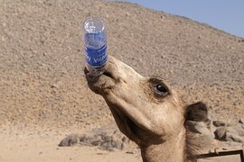 Even camels get thirsty