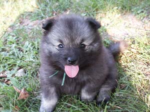 A keeshond puppy. It is a social dog. Good for people, not so good for certain animals.