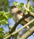 The Secret Sound of the Nightingale Song