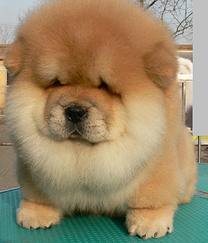 Big fluffy puppy!