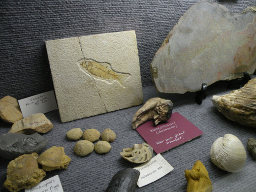 Fish and shells in the Fossils showcase.
