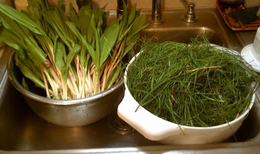 Early spring wildharvest - fresh leeks and chives, rinsed and cleaned.