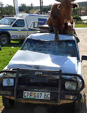 Another vehicle hit by a cow.