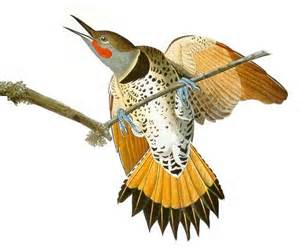 Yellowhammer- State Bird