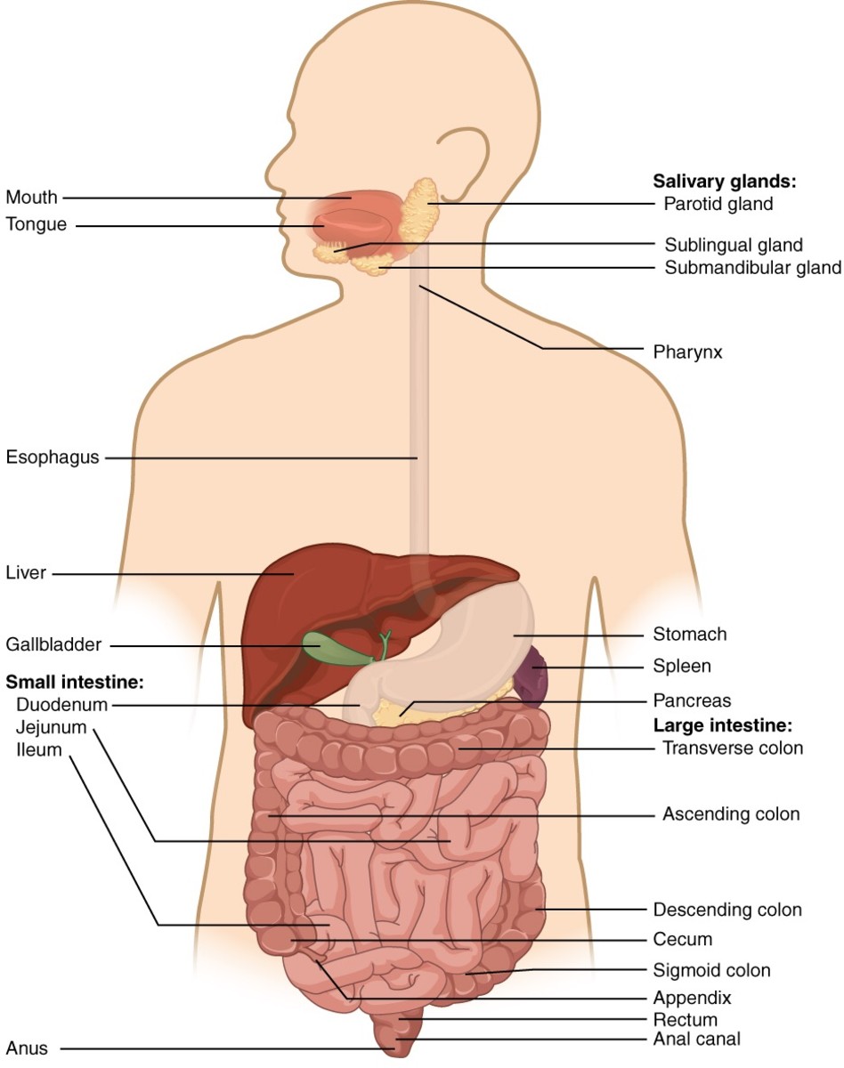 Protein Digestion Chart