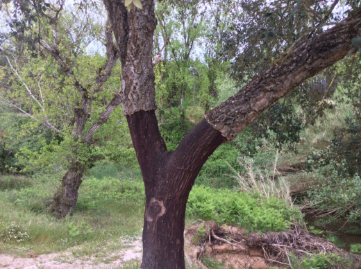 Cork Oak (Quercus suber) that has been harvested for its bark.