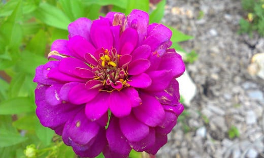 Zinnia-Purple Prince