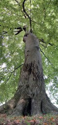 Under One Tree