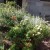 Our front garden contains flowering ornamentals, herbs and vegetabes