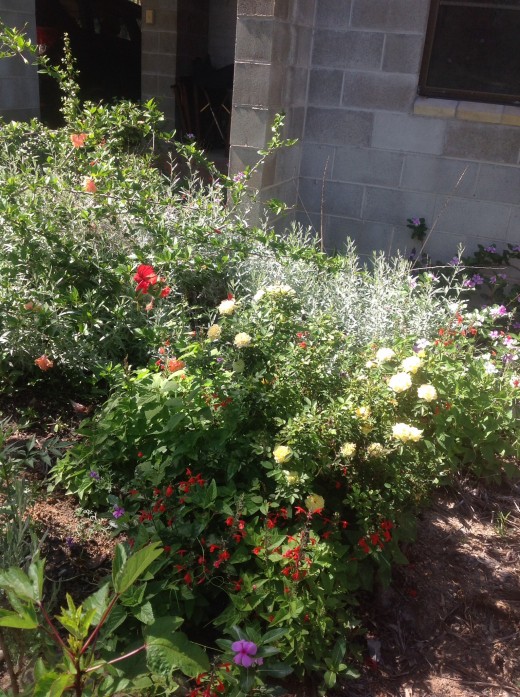 Our front garden contains flowering ornamentals, herbs and vegetabes