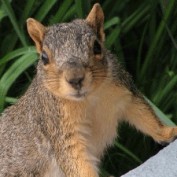 squirli profile image