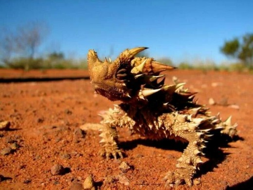 The Thorny Devil