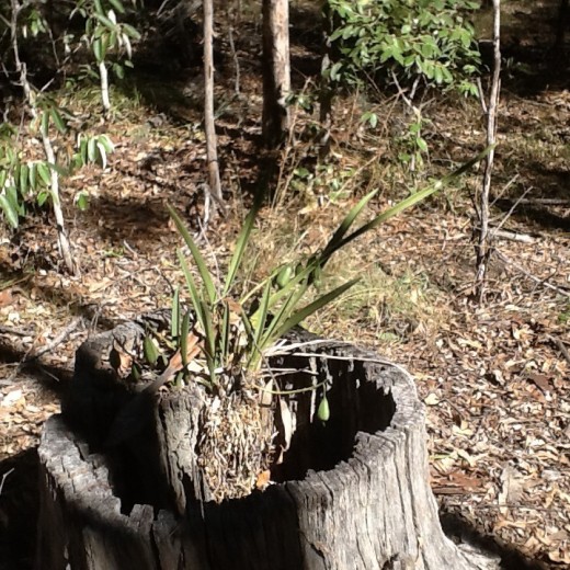 Wild orchids growing from a stump
